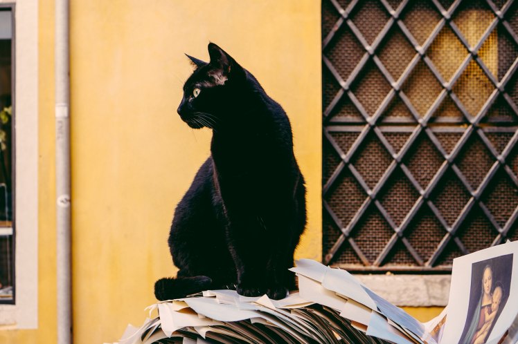 Black cat in Italy